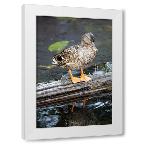 USA- Washington State- Sammamish. Yellow Lake with Female Mallard duck resting on floating log White Modern Wood Framed Art Print by Gulin, Darrell