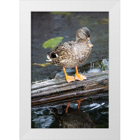 USA- Washington State- Sammamish. Yellow Lake with Female Mallard duck resting on floating log White Modern Wood Framed Art Print by Gulin, Darrell