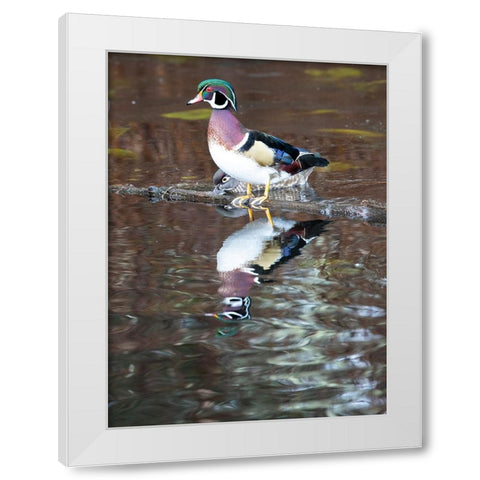USA- Washington State- Sammamish. Yellow Lake with male drake wood duck White Modern Wood Framed Art Print by Gulin, Darrell