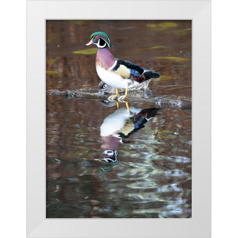 USA- Washington State- Sammamish. Yellow Lake with male drake wood duck White Modern Wood Framed Art Print by Gulin, Darrell