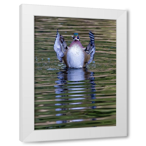 USA- Washington State- Sammamish. Yellow Lake and wood duck Stretching his wings White Modern Wood Framed Art Print by Gulin, Darrell