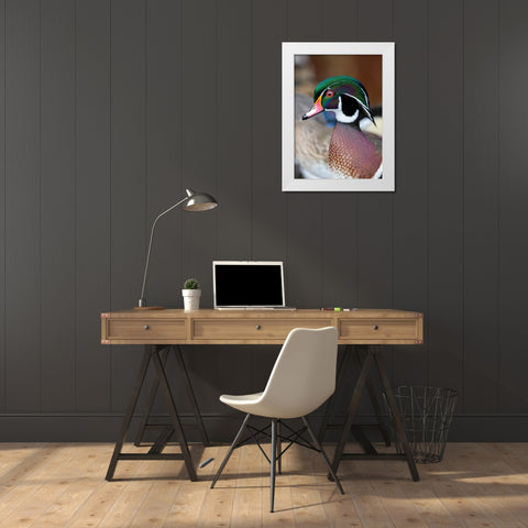 USA- Washington State- Sammamish. Yellow Lake with male drake wood duck White Modern Wood Framed Art Print by Gulin, Darrell