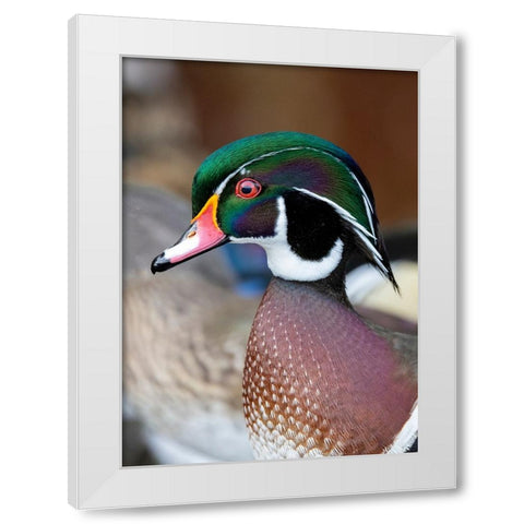 USA- Washington State- Sammamish. Yellow Lake with male drake wood duck White Modern Wood Framed Art Print by Gulin, Darrell