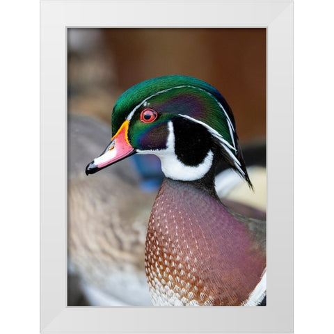 USA- Washington State- Sammamish. Yellow Lake with male drake wood duck White Modern Wood Framed Art Print by Gulin, Darrell