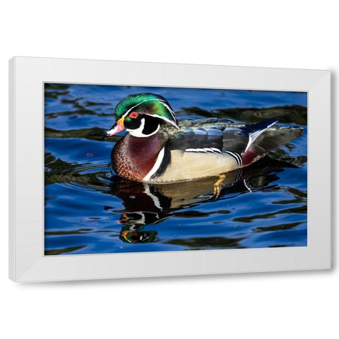 USA- Washington State- Sammamish. Yellow Lake with male drake wood duck White Modern Wood Framed Art Print by Gulin, Darrell