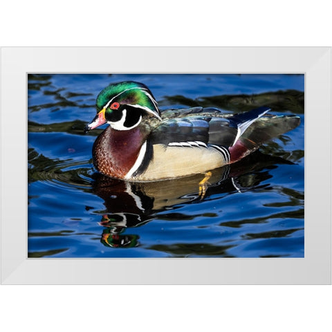 USA- Washington State- Sammamish. Yellow Lake with male drake wood duck White Modern Wood Framed Art Print by Gulin, Darrell