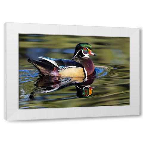 USA- Washington State- Sammamish. Yellow Lake with male drake wood duck White Modern Wood Framed Art Print by Gulin, Darrell