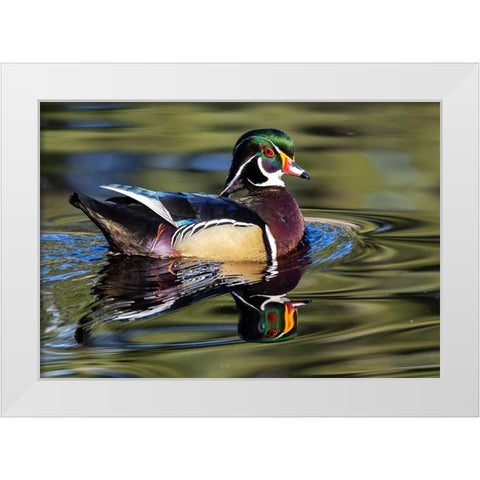 USA- Washington State- Sammamish. Yellow Lake with male drake wood duck White Modern Wood Framed Art Print by Gulin, Darrell