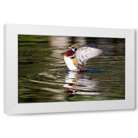 USA- Washington State- Sammamish. Yellow Lake with male drake wood duck flapping wings White Modern Wood Framed Art Print by Gulin, Darrell