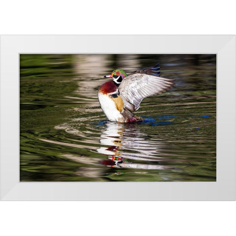 USA- Washington State- Sammamish. Yellow Lake with male drake wood duck flapping wings White Modern Wood Framed Art Print by Gulin, Darrell