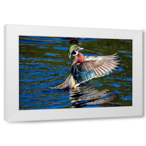 USA- Washington State- Sammamish. Yellow Lake with male drake wood duck flapping wings White Modern Wood Framed Art Print by Gulin, Darrell