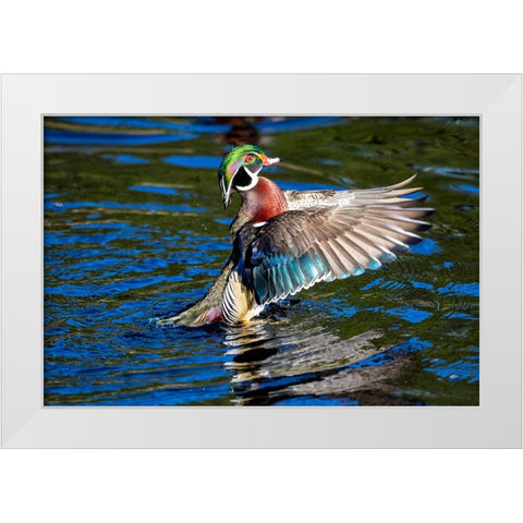 USA- Washington State- Sammamish. Yellow Lake with male drake wood duck flapping wings White Modern Wood Framed Art Print by Gulin, Darrell