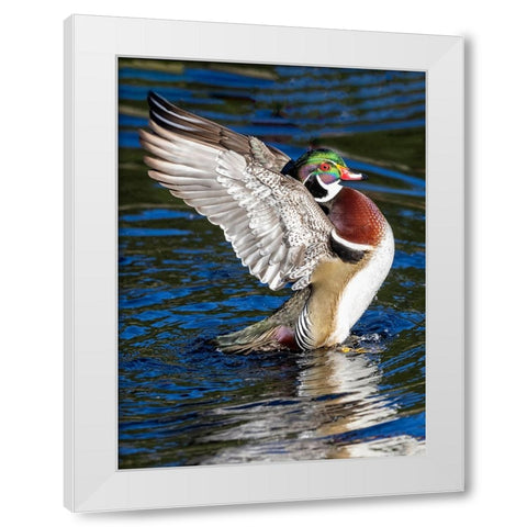 USA- Washington State- Sammamish. Yellow Lake with male drake wood duck flapping wings White Modern Wood Framed Art Print by Gulin, Darrell