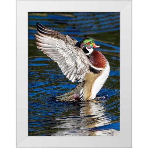 USA- Washington State- Sammamish. Yellow Lake with male drake wood duck flapping wings White Modern Wood Framed Art Print by Gulin, Darrell