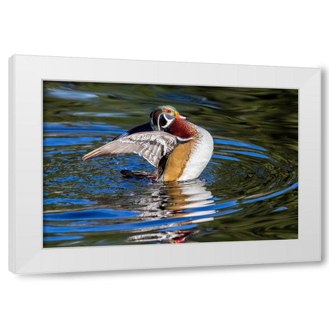 USA- Washington State- Sammamish. Yellow Lake with male drake wood duck flapping wings White Modern Wood Framed Art Print by Gulin, Darrell