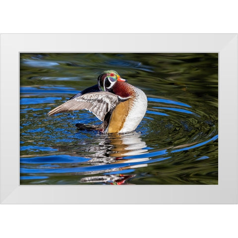 USA- Washington State- Sammamish. Yellow Lake with male drake wood duck flapping wings White Modern Wood Framed Art Print by Gulin, Darrell