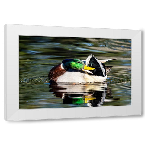 USA- Washington State- Sammamish. preening Mallard Drake duck Yellow lake White Modern Wood Framed Art Print by Gulin, Darrell