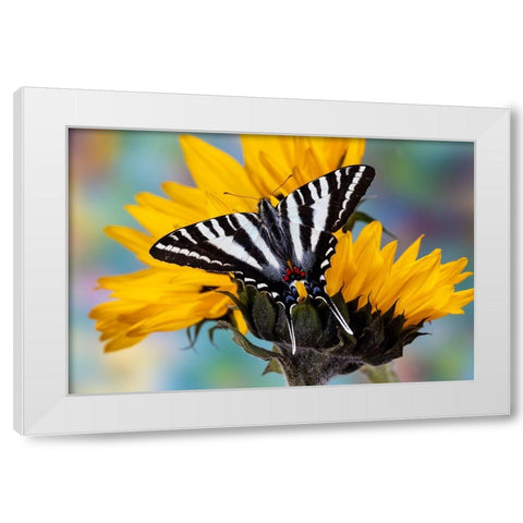 USA- Washington State- Sammamish. Zebra swallowtail butterfly on sunflower White Modern Wood Framed Art Print by Gulin, Darrell