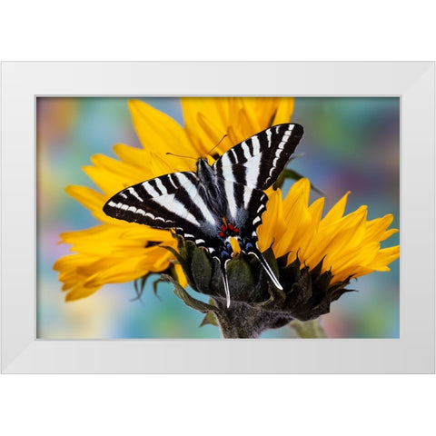 USA- Washington State- Sammamish. Zebra swallowtail butterfly on sunflower White Modern Wood Framed Art Print by Gulin, Darrell