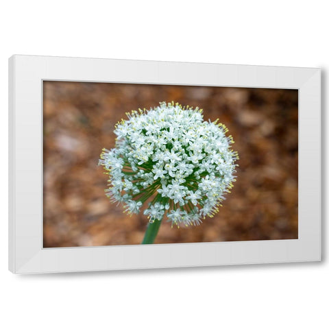 Issaquah- Washington State- USA. Onion plant bolting- or gone to seed. White Modern Wood Framed Art Print by Horton, Janet