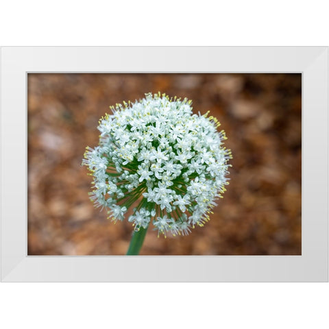 Issaquah- Washington State- USA. Onion plant bolting- or gone to seed. White Modern Wood Framed Art Print by Horton, Janet