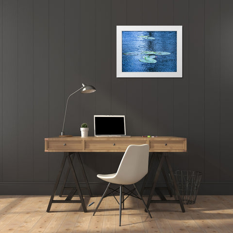 USA-Washington State-Pacific Northwest Sammamish trail Yellow Lake and lily pads in rain White Modern Wood Framed Art Print by Gulin, Sylvia