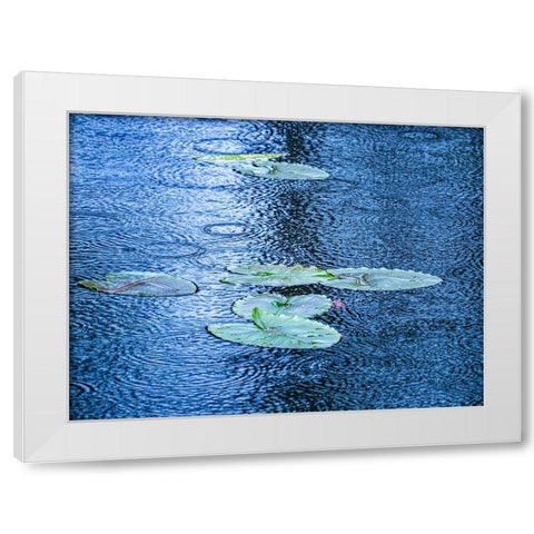 USA-Washington State-Pacific Northwest Sammamish trail Yellow Lake and lily pads in rain White Modern Wood Framed Art Print by Gulin, Sylvia