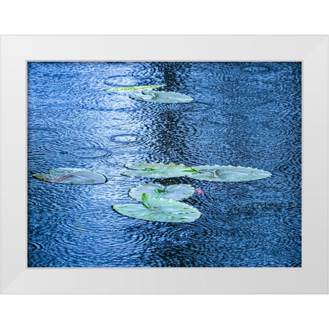USA-Washington State-Pacific Northwest Sammamish trail Yellow Lake and lily pads in rain White Modern Wood Framed Art Print by Gulin, Sylvia