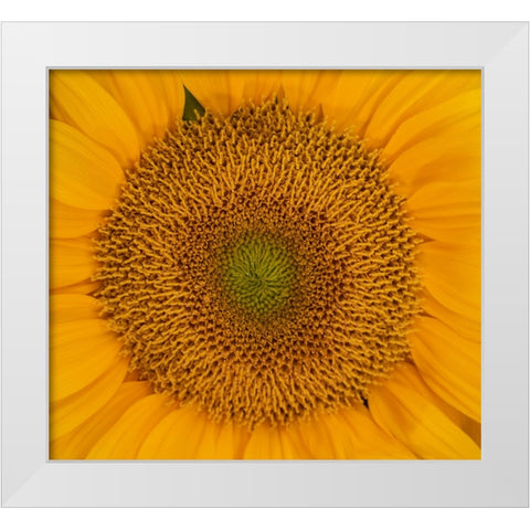 USA-Washington State-Pacific Northwest Sammamish Orange / yellow sunflower close up White Modern Wood Framed Art Print by Gulin, Sylvia