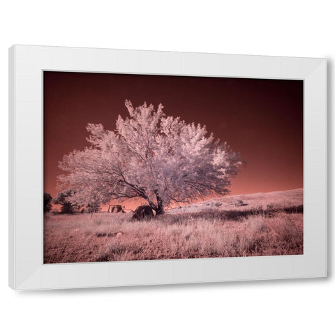 USA-Washington State-Palouse region-Lone tree in Field White Modern Wood Framed Art Print by Eggers, Terry