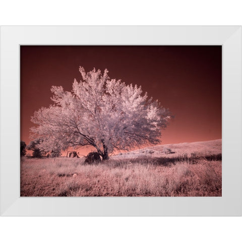USA-Washington State-Palouse region-Lone tree in Field White Modern Wood Framed Art Print by Eggers, Terry