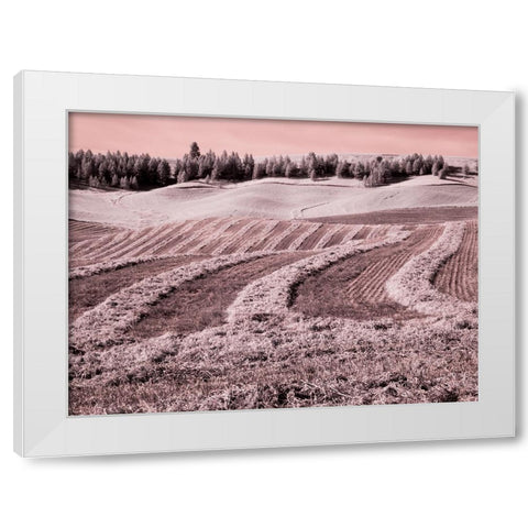 USA-Washington State-Palouse region-Harvest cut lines in Field White Modern Wood Framed Art Print by Eggers, Terry