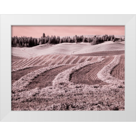 USA-Washington State-Palouse region-Harvest cut lines in Field White Modern Wood Framed Art Print by Eggers, Terry