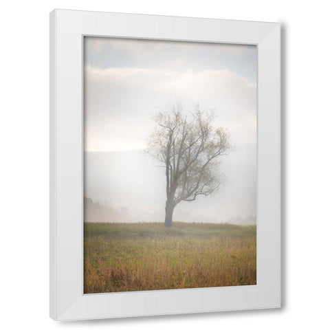 USA-West Virginia-Davis Lone tree in foggy field White Modern Wood Framed Art Print by Jaynes Gallery
