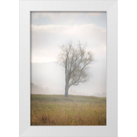 USA-West Virginia-Davis Lone tree in foggy field White Modern Wood Framed Art Print by Jaynes Gallery