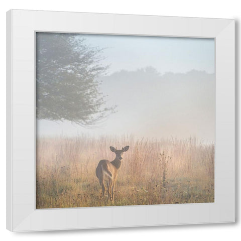USA-West Virginia-Davis Deer in foggy field White Modern Wood Framed Art Print by Jaynes Gallery