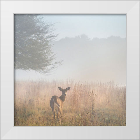 USA-West Virginia-Davis Deer in foggy field White Modern Wood Framed Art Print by Jaynes Gallery