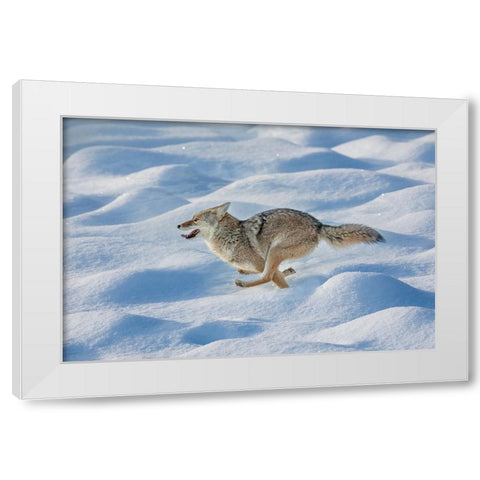Coyote running through fresh snow-Yellowstone National Park-Wyoming White Modern Wood Framed Art Print by Jones, Adam