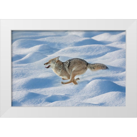 Coyote running through fresh snow-Yellowstone National Park-Wyoming White Modern Wood Framed Art Print by Jones, Adam