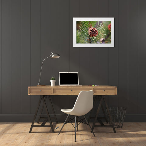 Lodgepole pine and pine cone-Yellowstone National Park-Wyoming White Modern Wood Framed Art Print by Jones, Adam