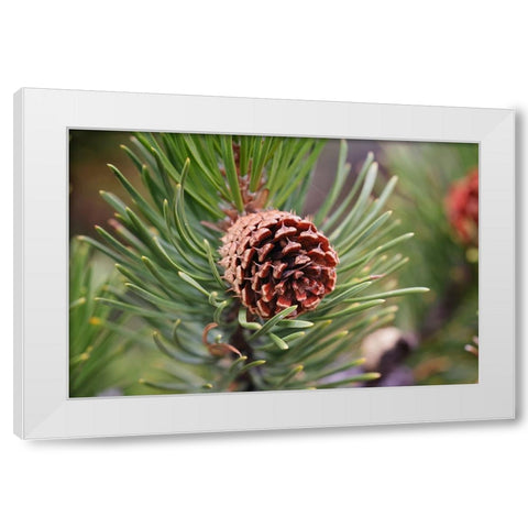 Lodgepole pine and pine cone-Yellowstone National Park-Wyoming White Modern Wood Framed Art Print by Jones, Adam