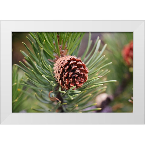 Lodgepole pine and pine cone-Yellowstone National Park-Wyoming White Modern Wood Framed Art Print by Jones, Adam