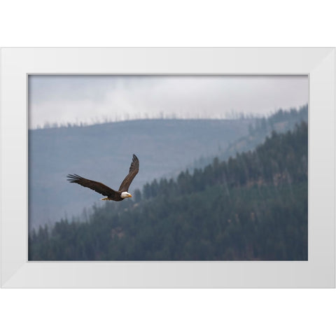 Bald eagle-flying-Yellowstone National Park-Wyoming White Modern Wood Framed Art Print by Jones, Adam