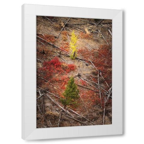 Red autumn Huckleberry vegetation and fallen trees-Yellowstone National Park-Wyoming White Modern Wood Framed Art Print by Jones, Adam