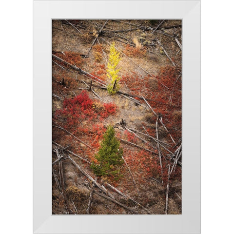 Red autumn Huckleberry vegetation and fallen trees-Yellowstone National Park-Wyoming White Modern Wood Framed Art Print by Jones, Adam