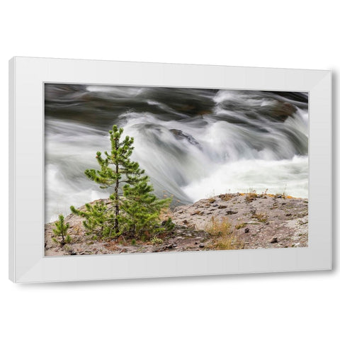 Small evergreen tree along Firehole River-Yellowstone National Park-Wyoming White Modern Wood Framed Art Print by Jones, Adam