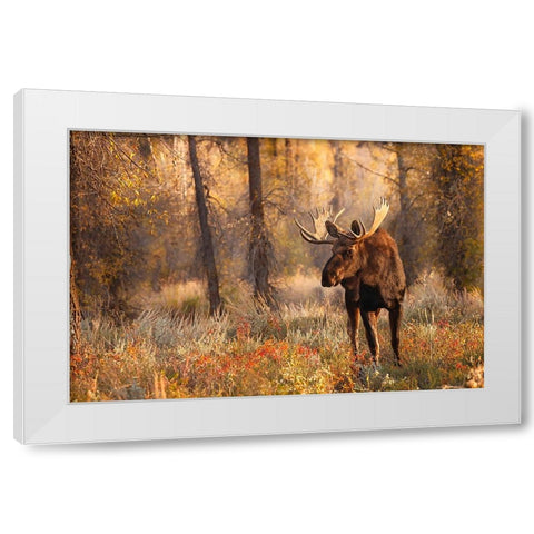 Bull moose in autumn-Grand Teton National Park-Wyoming White Modern Wood Framed Art Print by Jones, Adam