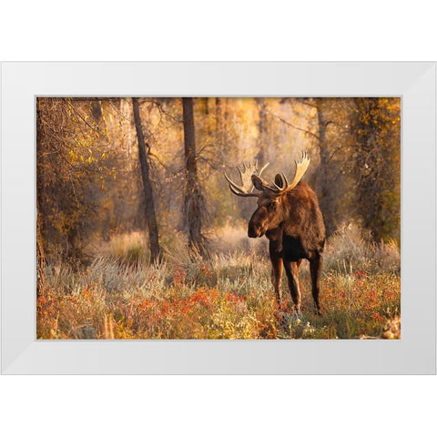 Bull moose in autumn-Grand Teton National Park-Wyoming White Modern Wood Framed Art Print by Jones, Adam