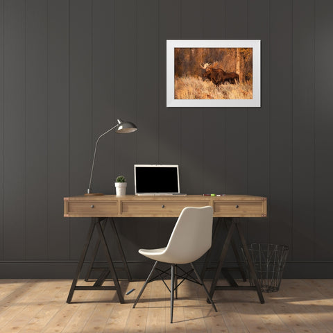 Bull moose in autumn-Grand Teton National Park-Wyoming White Modern Wood Framed Art Print by Jones, Adam