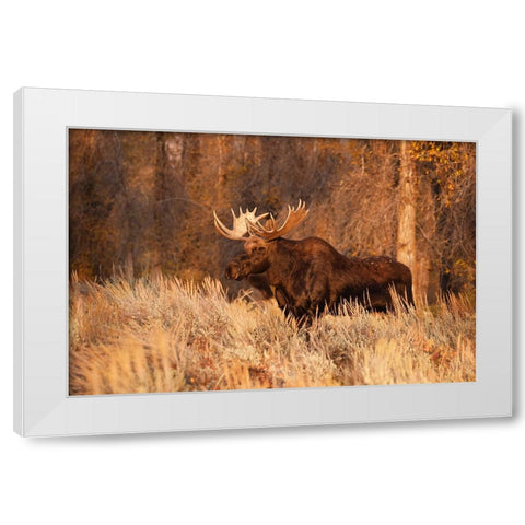 Bull moose in autumn-Grand Teton National Park-Wyoming White Modern Wood Framed Art Print by Jones, Adam